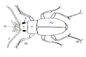 Käfer Oberseite: F: Fühler (Antenne), M: Oberkiefer (Mandibel), T: Taster, S: Stirn (Frons), A: Augen, H: Halsschild (Pronotum), FD: Flügeldecke (Elytre), VB: Vorderbein, HB: Hinterbein