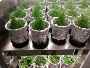 Mit Pflanzen gegen Asbest in Böden