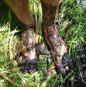 Bei der Moorforschung macht sich der Wissenschaftler Dr. Dominik Zak auch mal die Füße schmutzig. ©IGB, IDW