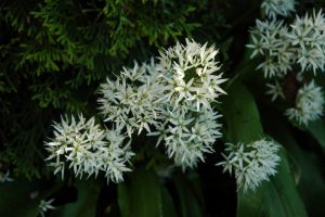 Bärlauch (Allium ursinum) in Blüte
