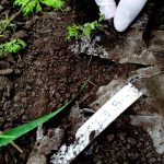 Abbau biobasierter Kunststoffe im Boden: Mikrobengemeinschaft trotzt dem Klimawandel